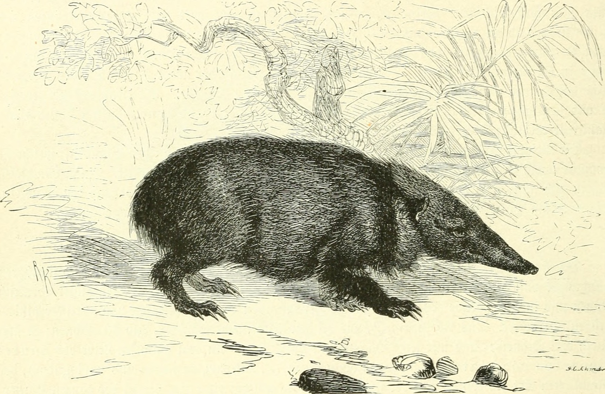 snout creature